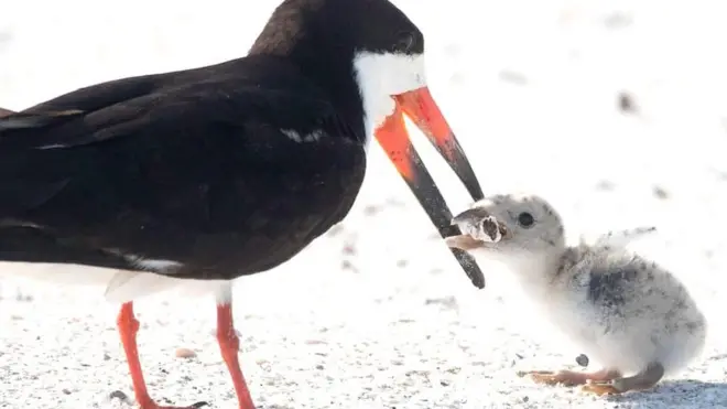 RSPB 대변인은 BBC에 새들이 자주 담배꽁초를 먹이로 오인하고는 한다며 "새들은 우리가 무심코 버리는 것들에 호기심을 갖고 조사한 후에 음식인지 아닌지를 판별하기 위해 먹어보기도 한다"고 말했다