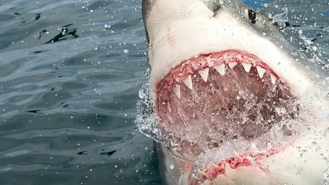 Hiu putih besar dianggap sebagai spesies paling berbahaya di laut saat ini, tapi belum banyak yang diketahui tentang siklus hidup dan perilaku mereka.