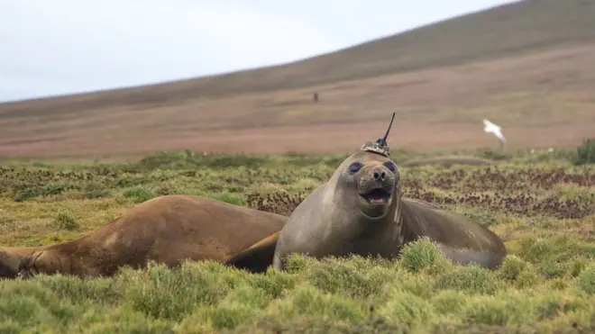 Южный морской слон