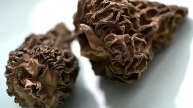 گچھی مشروم کی ایک قسم ہے جس انگریزی میں مورل (morel) کہا جاتا ہے