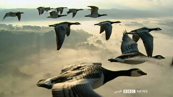 بازار پرندگان فریدون‌کنار و مافیای شکار