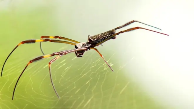 Pesquisador usou DNA das aranhas Nephila clavipes para analisar mudanças nas florestas