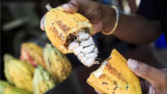 The ingredients for chocolate - cocoa powder and cocoa butter - are prepared from cocoa seeds