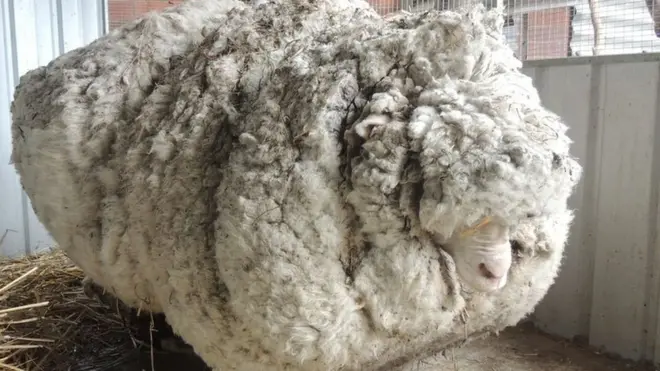 Chris the sheep was spotted outside of Canberra on Australia's second day of Spring