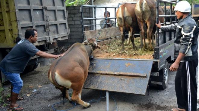 Evakuasi hewan ternak Gunung Agung, Bali