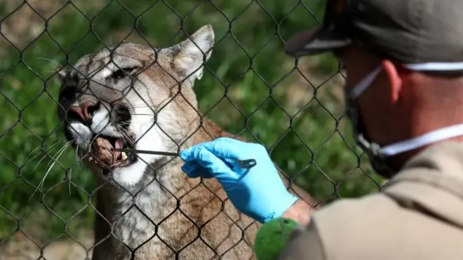 जानवरों में कोरोना वायरस