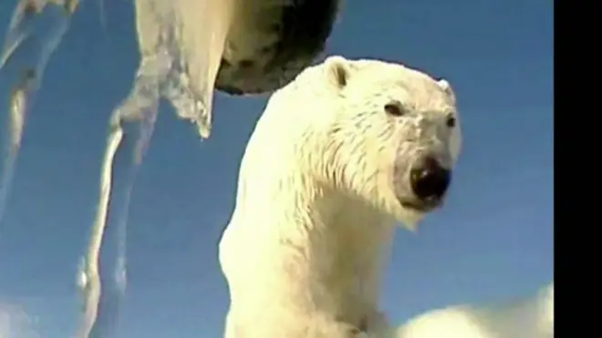 ركب علماء أمريكيون كاميرا على رأس دب في القطب الشمالي.