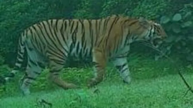 البحث على قدم وساق في الهند عن نمرة "آكلة للبشر"