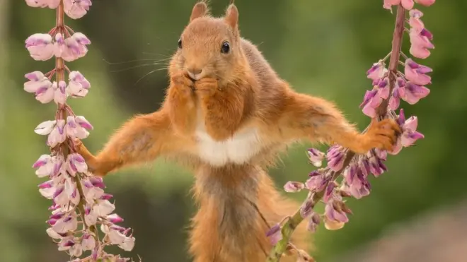 锻炼身体，增强体质。这只松鼠觉得，不如先劈个叉吧