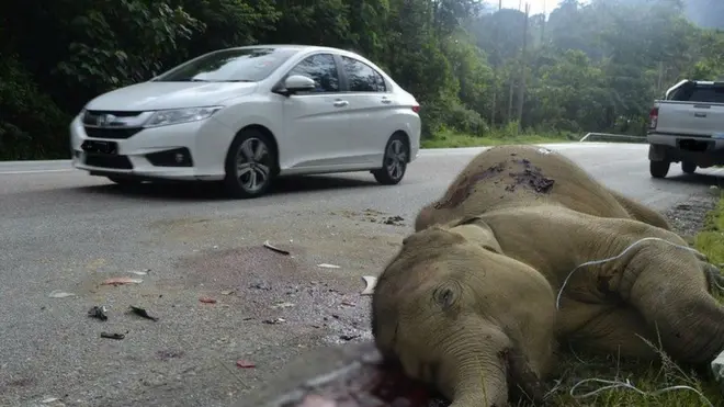 Para pegiat lingkungan mengungkapkan semakin banyak kawanan gajah yang keluar dari hutan dan berkeliaran di dekat jalan-jalan raya Malaysia yang ramai.