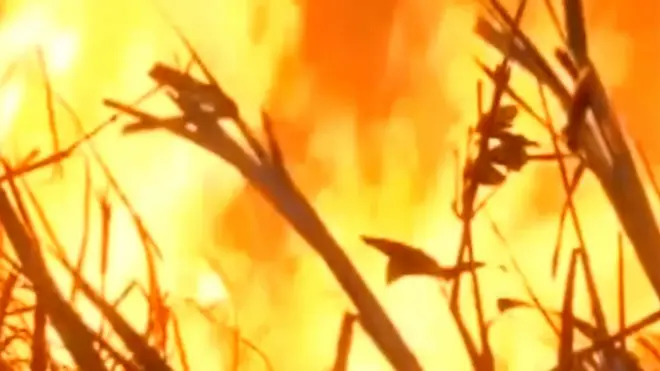 Fuego en el Amazonas