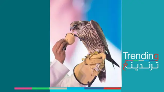 السعودية: بيع أغلى صقر في العالم