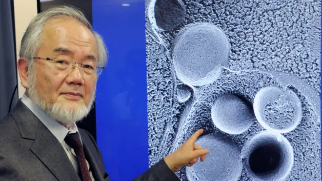Yoshinori Ohsumi comenzó a estudiar la autofagia en los 90.