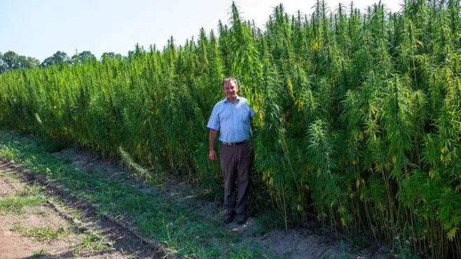 Мішель Терещенко на плантаціях конопель