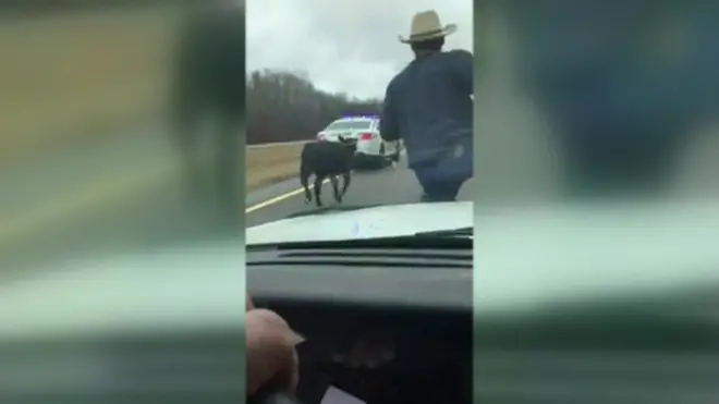 David Bevill tries to lasoo a calf