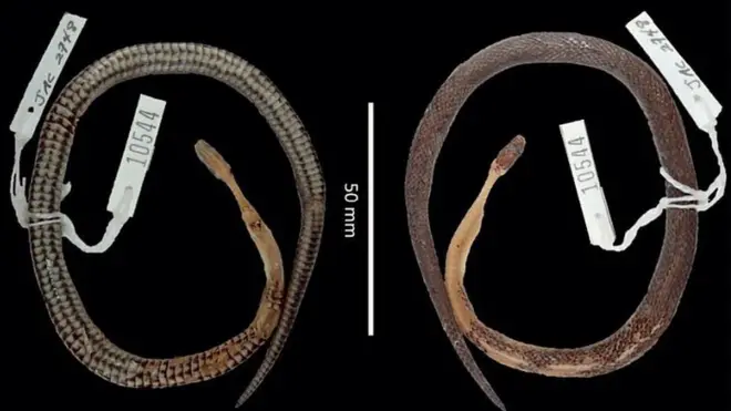 Загадкова змія