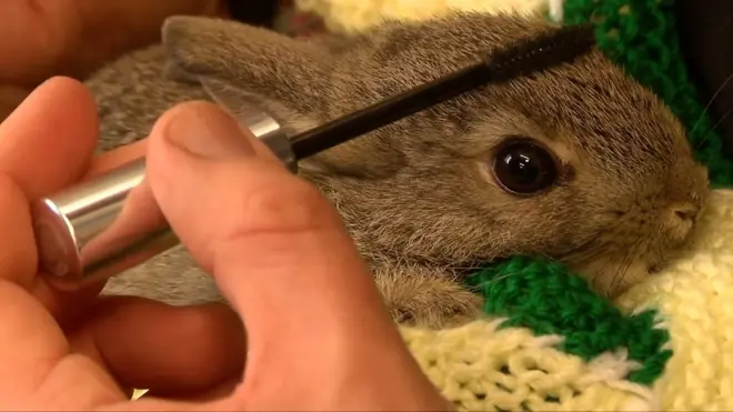 У притулку для тварин в окрузі Абердиншир у Шотландії працівники використовують старі щіточки для туші, щоб доглядати за осиротілими дитинчатами.