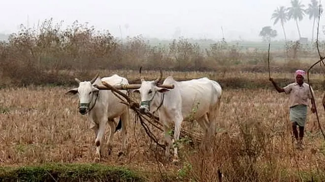 ఎడ్లు, నాగలితో చేను దున్నుతున్న రైతు