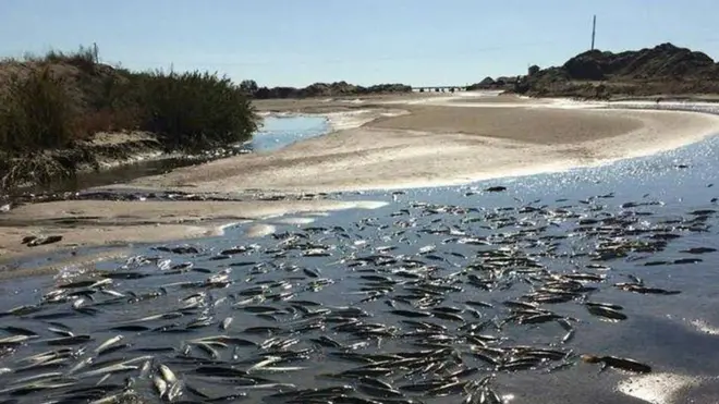 У Молочному лимані гине риба