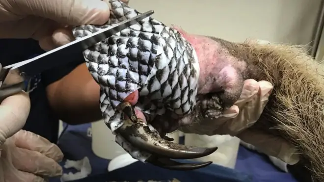 A giant anteater injured in the Pantanal wildfires has its paw bandaged with fish skin to help healing