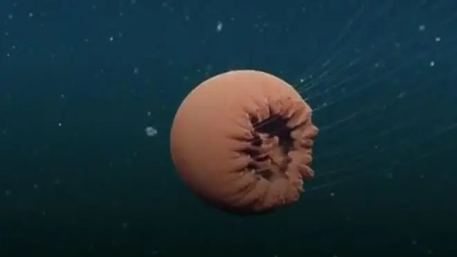 علماء في كالفورنيا بالولايات المتحدة يشاهدون قنديل بحر نادر. واكتشف العلماء القنديل عبر مركبة خاصة غاصت إلى أعماق المياه لمراقبة الكائنات الحية التي تعيش هناك.