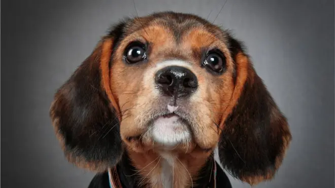 कुत्र्याचे डोळे तुमचं लक्ष का वेधून घेतात?