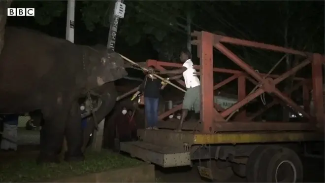 අලි නිදහස් කිරීම