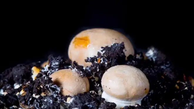 Кнопковий гриб