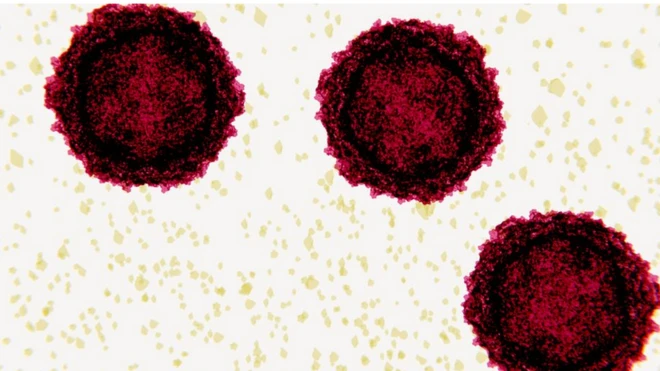 Çocuk felci virüsü