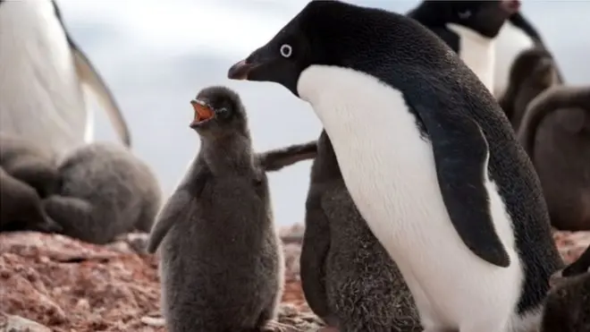 अंटार्क्टिकामध्ये विणीच्या हंगामात पेंग्विन पिल्लांची काळजी घेताना