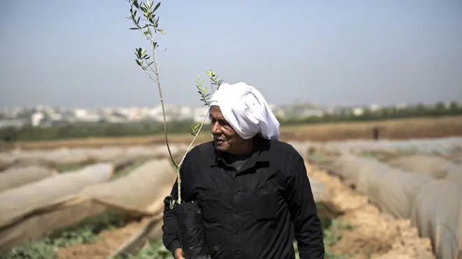 Man holding olive tree in gaza