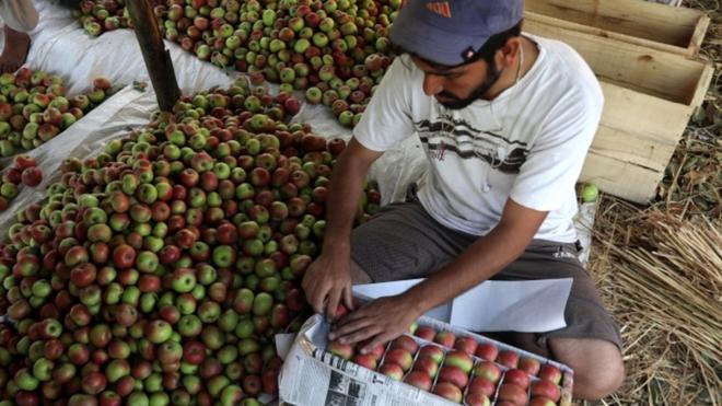 श्रीनगर के करीब सेब पैक करता व्यापारी