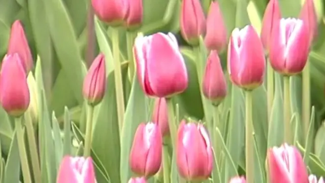 زهور التوليب