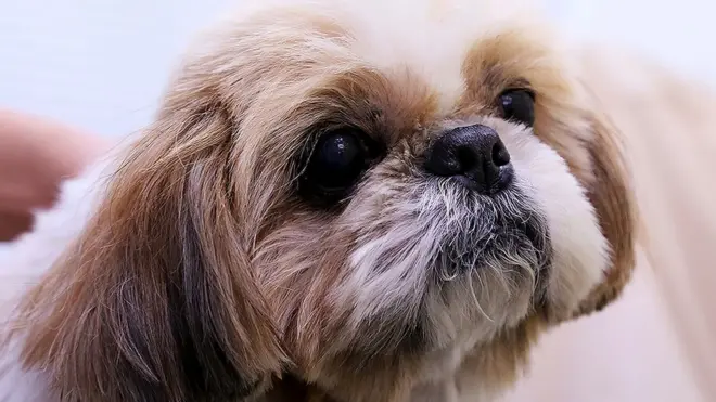 This shih tzu dog is a similar breed to the one which was put down in the US