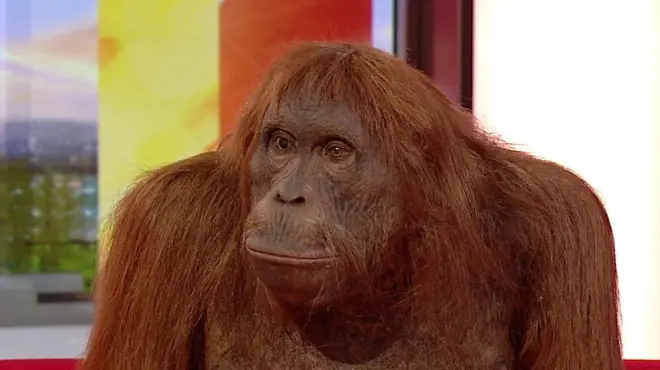 อุรังอุตังหุ่นยนต์