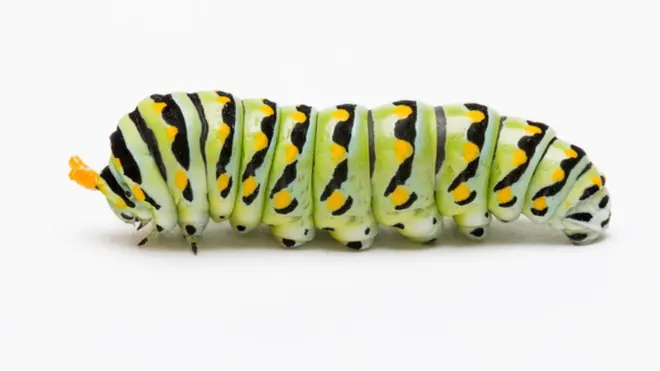 Caterpillar