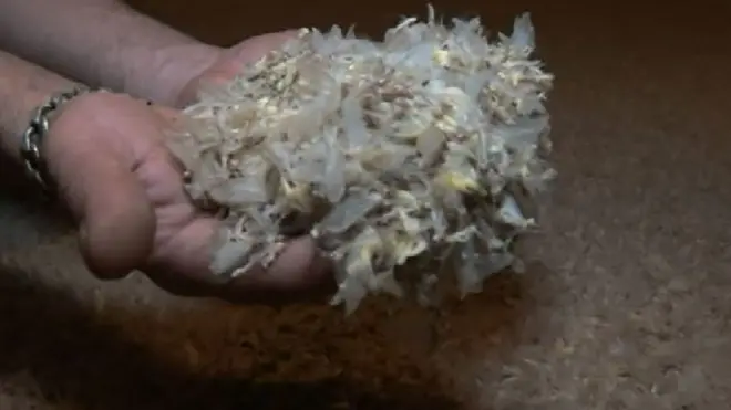 Мухи-однодневки