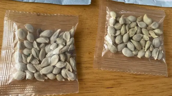 Packages of unidentified seeds which appear to have been mailed from China to U.S. postal addresses are seen at the Washington State Department of Agriculture (WSDA) in Olympia, Washington (July 24, 2020)