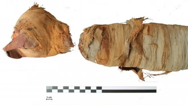 Swansea University of mummified remains of a kitten believed to be around five months old