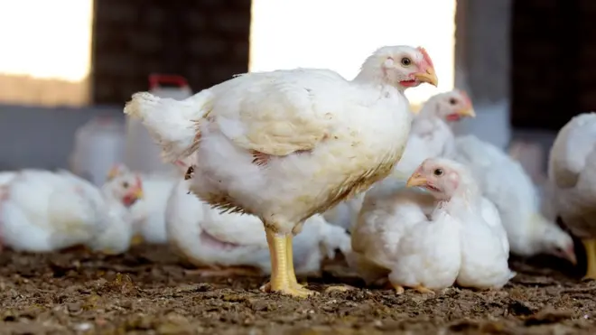 For February dis year, Ghana goment confam case of H9N2 bird flu virus for di kontri