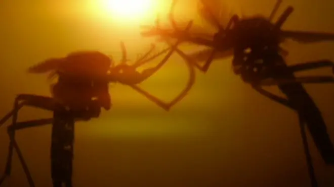 ยุง 2 ตัว ท่ามกลางแสงตะวัน