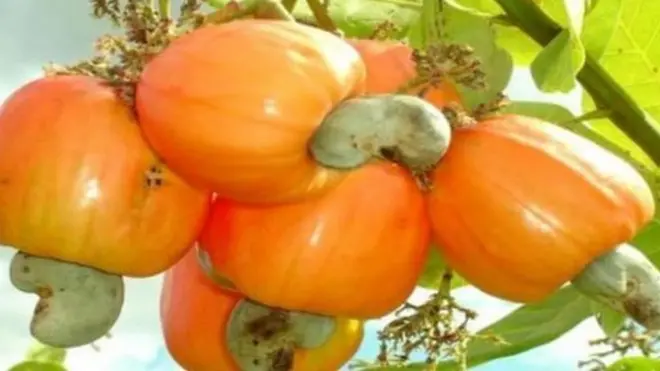 Zao la korosho linazalishwa kwa wingi kusini mwa Tanzania