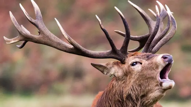 மான் வேட்டை