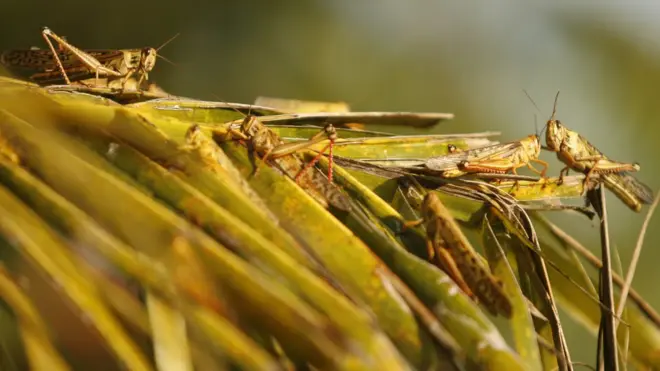 Чигирткалар