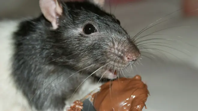 Restaurant lose $190m sake of rat wey die inside soup