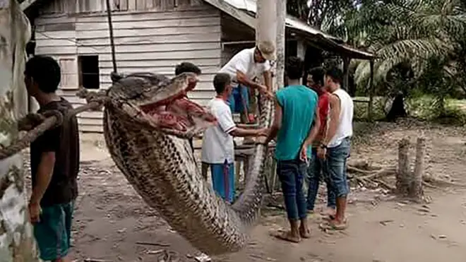 Jawwee dheerinni isaa meetira 7.8 dheeratu Fulbaana 30 bara 2017tti suuraa kaasan