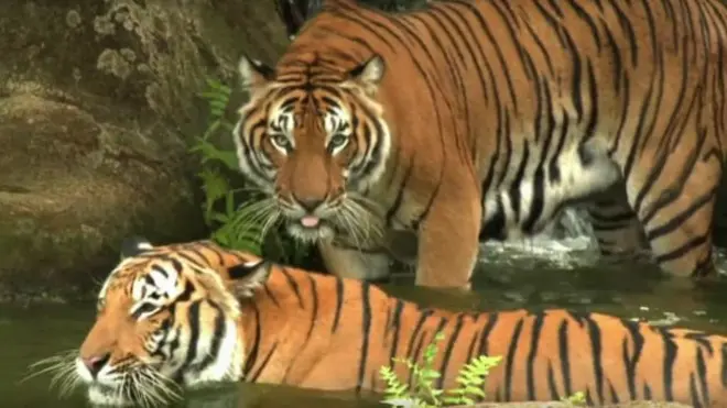 پراجیکٹ ٹائیگر کے نتیجے میں انڈیا میں شیروں کی تعداد میں اضافہ ہوا ہے