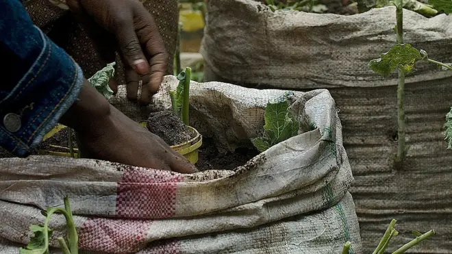 EU wan make people dey plant tree