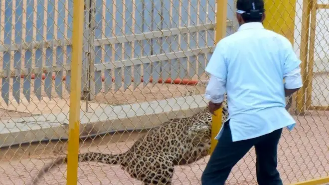 The leopard was spotted strolling inside the school premises early on Sunday