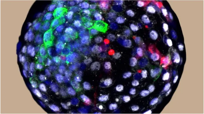 Human cells were grown in an early monkey embryo